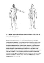 Referāts 'Masāžas iedarbība uz organismu', 6.