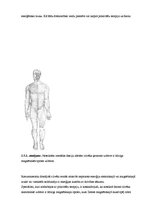 Referāts 'Masāžas iedarbība uz organismu', 14.