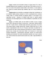 Referāts 'Narkotisko vielu lietošana pusaudžu vidū', 14.