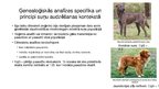 Prezentācija 'Ģenētiskā daudzveidība, inbrīdings un suņu audzēšanas principi - ģenealoģijas an', 6.