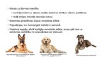 Prezentācija 'Ģenētiskā daudzveidība, inbrīdings un suņu audzēšanas principi - ģenealoģijas an', 11.