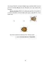 Referāts 'Svešās sugas Latvijā un to ietekme uz ekosistēmu', 10.