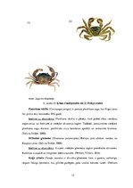 Referāts 'Svešās sugas Latvijā un to ietekme uz ekosistēmu', 15.