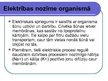 Prezentācija 'Elektrība cilvēkā', 4.