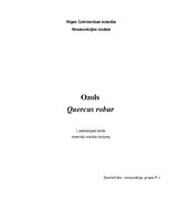 Referāts 'Ozols', 1.