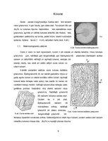 Referāts 'Ozols', 9.