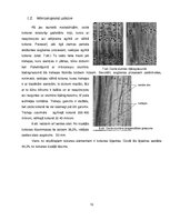 Referāts 'Ozols', 10.