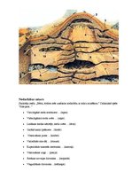 Konspekts 'Nodarbība "Skudras"', 2.