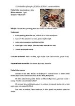 Konspekts 'Nodarbība "Skudras"', 9.