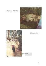 Referāts 'Zināmo dabīgo alu skaits Latvijā', 21.