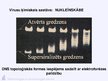 Prezentācija 'Virusuloģija', 22.