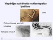 Prezentācija 'Virusuloģija', 45.