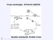 Prezentācija 'Virusuloģija', 74.