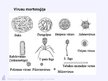Prezentācija 'Virusuloģija', 83.