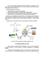 Referāts 'Polimēri', 17.