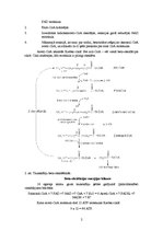 Referāts 'Taukskābju metabolisms', 2.