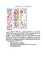 Biznesa plāns 'Biznesa plāns', 6.