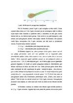 Referāts 'Montesori metodes izmantošana sociālo prasmju veidošanā pirmsskolas vecumā', 13.