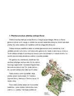 Referāts 'Pilsētu labiekārtojums antīkajā Romā', 4.