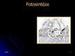 Prezentācija 'Fotosintēze', 4.