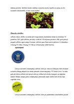 Referāts 'AS "Air Baltic Corporation" zīmola analīze', 5.