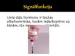 Prezentācija 'Olbaltumvielu funkcijas organismā', 13.