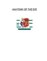 Referāts 'Anatomy of the Eye', 1.