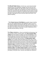 Referāts 'Anatomy of the Eye', 10.