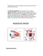 Referāts 'Anatomy of the Eye', 11.