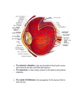 Referāts 'Anatomy of the Eye', 14.