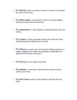 Referāts 'Anatomy of the Eye', 15.