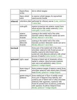 Referāts 'Anatomy of the Eye', 17.