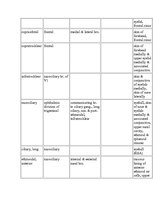 Referāts 'Anatomy of the Eye', 22.