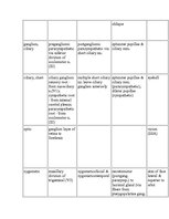 Referāts 'Anatomy of the Eye', 24.