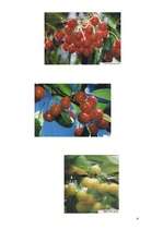 Konspekts 'Ķirši ', 4.