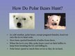Prezentācija 'Arctic Animals - Polar Bears', 7.