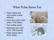 Prezentācija 'Arctic Animals - Polar Bears', 8.