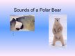 Prezentācija 'Arctic Animals - Polar Bears', 10.