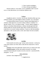 Konspekts 'Medicīniskā parazitoloģija', 7.