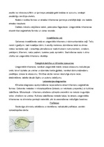 Konspekts 'Medicīniskā parazitoloģija', 10.