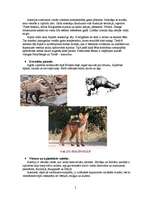 Referāts 'Austrija - valsts Rietumeiropā', 5.