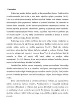 Referāts 'Sākumskolas vecuma bērnu attīstības raksturojums', 3.