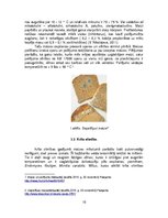 Referāts 'Maizes derīguma termiņš', 10.