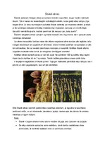 Referāts 'Ķīniešu virtuve', 9.