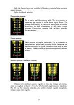 Referāts 'Dragreiss Latvijā', 13.