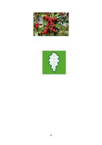 Prakses atskaite 'Pirmsskolas kvalifikācijas prakse un filmētais eksāmens', 41.