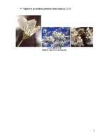 Referāts 'Saldo ķiršu (Prunus avium) selekcija', 8.