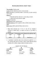 Konspekts 'Stundas plāns latviešu valodā 7.klasei', 1.