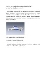 Referāts 'Sagatavju pirmapstrāde, pirmā daļa', 12.