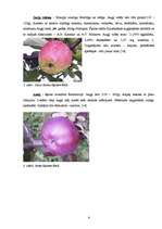 Referāts 'Latvijā audzētu ābolu ķīmiskā sastāva izvērtēšana', 6.